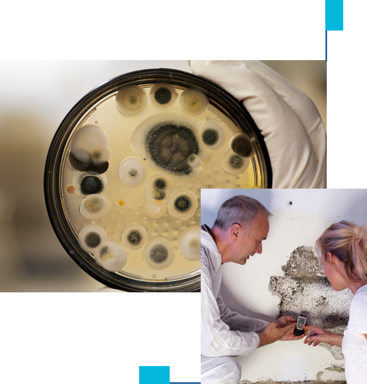 Can Mold Inspection Be Replaced by Home Mold Testing Kits?